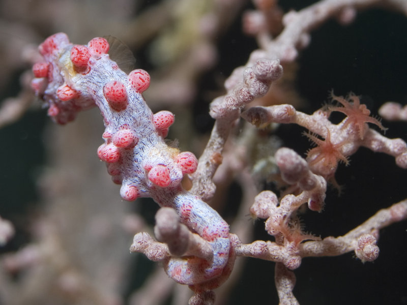 Seaventures House Reef, Pygmy Seahorse